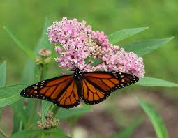 Maybe you would like to learn more about one of these? The Perils Of Pollinia And More About Milkweed Master Gardeners Of Northern Virginia