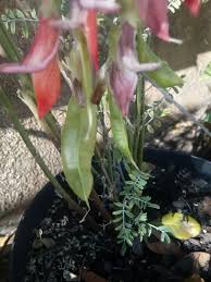 Image result for Lessertia falciformis