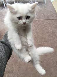 الدولة uae رقم الموبايل 0555036923 معلومات عن الإعلان kittens for sale they re a mix of dlh scottish fold cats animals