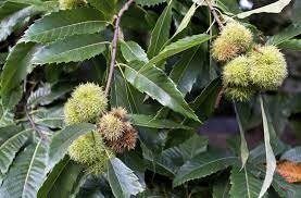 Stronger trees and fewer disease and pest problems. Chestnut Tree Information Learn How To Grow Chestnut Trees