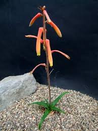 Image result for Aloe fimbrialis