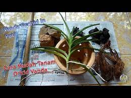 Setiap pokok baru di tanam atau pemindahan pasu , penulis akan memberi. How I Pot Vanda Orchid Or Terrestrial Orchids Bagaimana Saya Tanam Orkid Vanda Atau Orkid Tanah Youtube