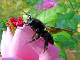 There are 162 oem, 129 odm, 10 self patent. Explore Metro Atlanta Beekeepers Association