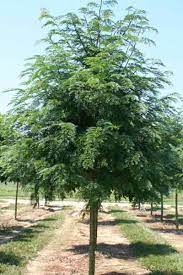 In other locations, this may be put on a good ten to fifteen feet per year and may frequently do so for some it can be a good fast growing tree, which was planted in sabah, malaysia and managed to put on an exceptional 35 ft. What Trees Grow Well In Idaho Victory Greens Meridian Idaho