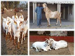 Sunnahs of 'eid ul adha: Bakra E Eid Ul Adha 2018 In Pakistan 830x625 Wallpaper Teahub Io