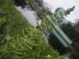 Image result for Setaria poiretiana