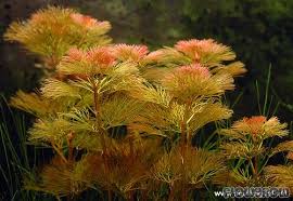 Image result for Cabombaceae