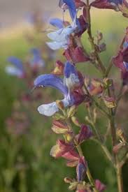Image result for Salvia stenophylla