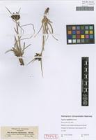 Image result for Cyperus rigidifolius