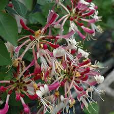 Another good one, which i have growing over a small maple tree here is 'graham thomas'. Late Dutch Honeysuckle Lonicera Periclymenum Serotina In Vancouver Victoria Burnaby Penticton Coquitlam British Columbia Bc At Gardenworks