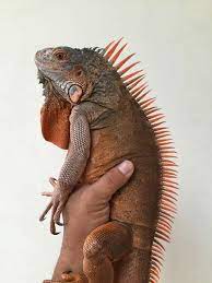 Pin By Irene Metz On Reptiles Pet Lizards Small Lizard Pets Reptiles Pet