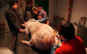 Like having a geometric wolf tattoo shows your toughness and respect for brotherhood. O Inked Is Tattooing A Pig Art Modern Farmer