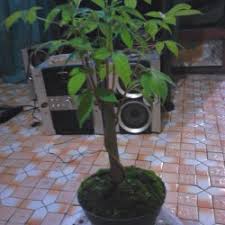 Jual Bonsai Randu Murah Harga Terbaru 2021