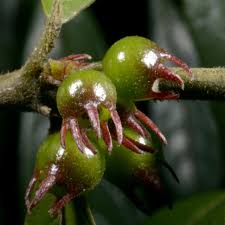 Image result for Pauridiantha