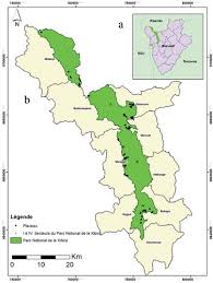 Image result for Sericostachys