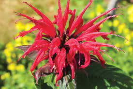 Learn the ropes nd out the names of plants that grow at your home or school. Growing Herbs For Tea Westside News Inc