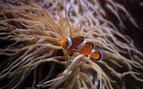 We did not find results for: Perubahan Iklim Ikan Badut Nemo Diprediksi Terancam Punah