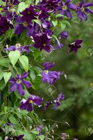 Our supplier lists it as purple, but describes it as saphire blue. Dark Blue Clematis On Trellis Frame Natural Floral Background Stock Photo Picture And Royalty Free Image Image 85143141