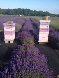 Beehives In The Fields Bee Keeping Bee Garden Bee Hive