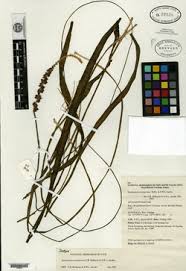 Image result for Aponogeton rehmannii