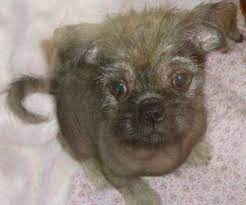 Maybe you would like to learn more about one of these? This Is What A Pug Chinese Crested Mix Looks Like Pug Mixed Breeds Chinese Crested Pugs