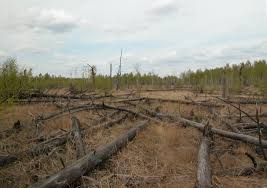 The chernobyl nuclear disaster of april 26, 1986, is predicted to continue to harm the environment for at least 180 years. Chernobyl At Thirty A Special Edition Environment And Health Roundtable Edge Effects