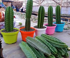 Itu nama ilmiahnya ato jenisnya? Cara Menanam Kaktus Koboi Yang Benar Gerabah Kasongan