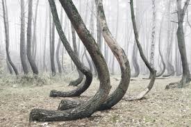 We did not find results for: The Crooked Forest A Mysterious Grove Of 400 Oddly Bent Pine Trees In Poland Colossal
