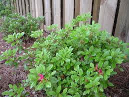 Tell me how much you what happens if you come inside of me, she asks, leading him. Azaleas What Happened To The Flowers The Garden Bench