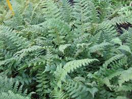 Image result for Polystichum sinense