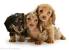 Cream Long Haired Dachshund