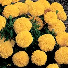 When it rains heavily my garden floods as the rain sits on top of the clay. Inca Ii Yellow Hybrid Marigold Seeds Park Seed