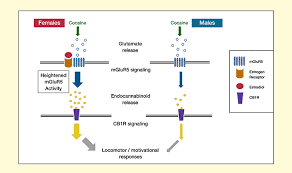 Why Females Are More Sensitive To Cocaine National