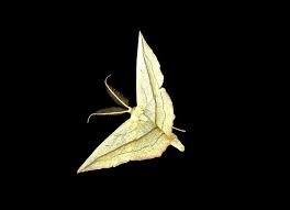 Image result for Timandra griseata