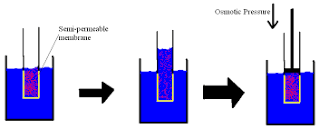 Image result for hyperosmotic vs hypoosmotic