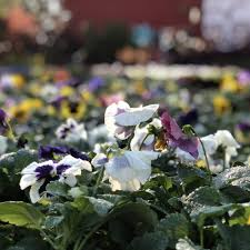 How to protect your garden from frost and freeze. Freeze Warning The Good Earth Garden Center