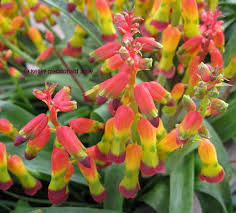 Image result for Queenslandiella