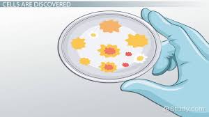 We did not find results for: Cell Theory Lesson For Kids Video Lesson Transcript Study Com