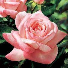 Barbara Bush Hybrid Tea Rose 2 Quart At Jackson And Perkins Tea Roses Hybrid Tea Roses Care Hybrid Tea Roses