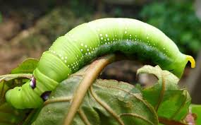 Image result for Millettia eetveldeana