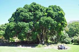 Image result for Ficus craterostoma