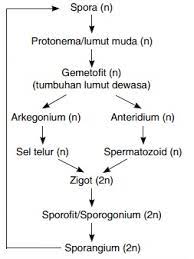 Bryophytes are further divided into two different classes Buatlah Bagan Metagenesis Lumut Daun Mas Dayat