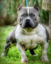 2 745 Likes 22 Comments American Bully Americanbully On Instagram Bullyparadise 39 S Shinobi Daxline Americanb Bully Dog Scary Dogs American Bully