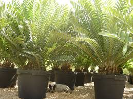 Image result for Encephalartos ferox
