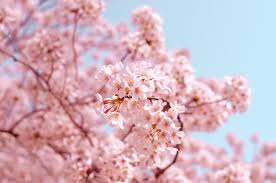 Japan S Cherry Blossom Economy Eye On Asia Welcome to the official page of the national cherry blossom. japan s cherry blossom economy eye on