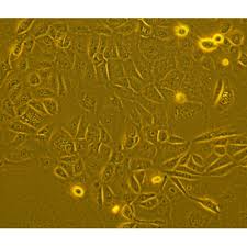 We did not find results for: Human Primary Small Intestinal Epithelial Cells