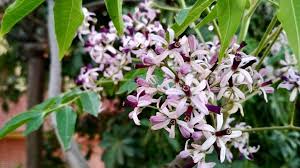 Image result for Melia azedarach