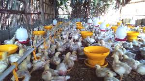 Check spelling or type a new query. Perbedaan Ayam Broiler Biasa Ayam Organik Dan Ayam Probiotik Green Poultry