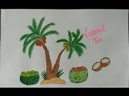 It tolerates alkaline soils with ph 8 and acid soils with ph 4.5 or higher. Draw Coconut Tree Very Easily Youtube