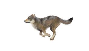 Welcome To My Wolf Den Wolf Running Beautiful Wolves Wolf